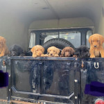 F1B Labradoodle Puppies (Labradoodle x Labrador)