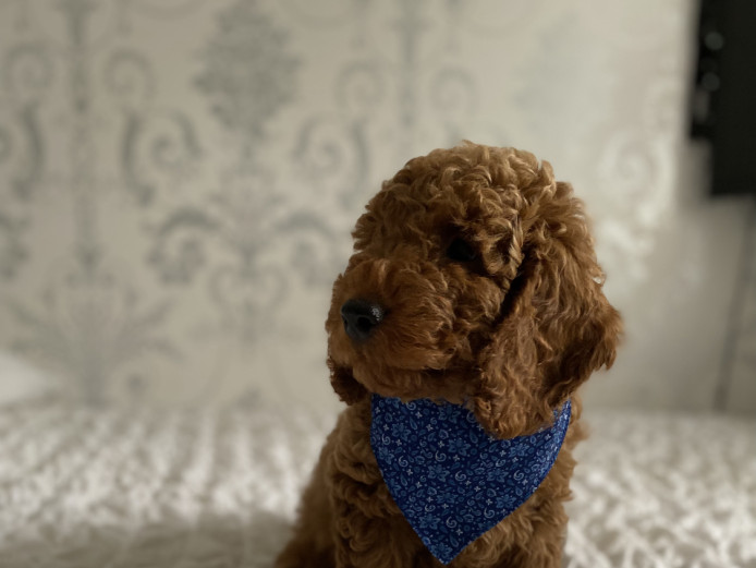 Red miniature poodle