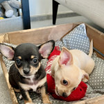 Two beautiful vet checked Chiweenie puppies