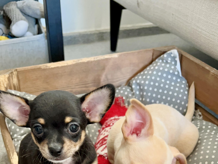 Two beautiful vet checked Chiweenie puppies