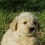 Golden Puppies - King and Lacy AKC registered pups