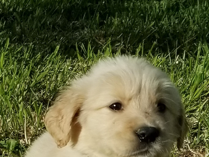 Golden Puppies - King and Lacy AKC registered pups