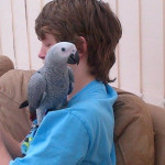Hand Reared African Grey Parrot & Cage For Sale