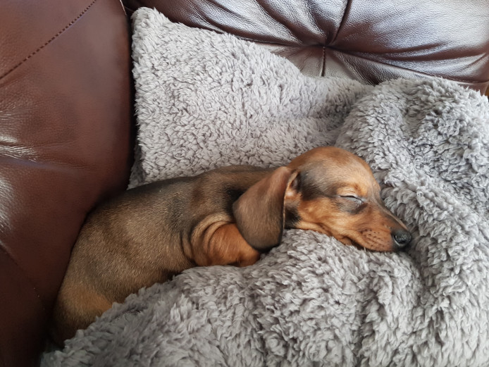 Stunning shaded red miniature dachshund male ready to go 