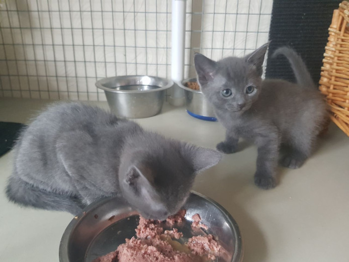 Beautiful Russian Blue Kittens Ready For Sale!