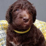 Standard Labradoodle F4 multi pups ready to view