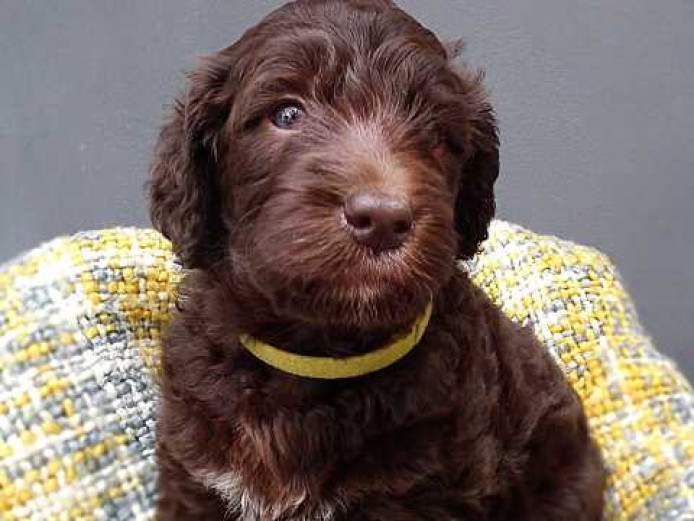 Standard Labradoodle F4 multi pups ready to view