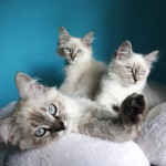 Siberian Neva Masquerade Kittens