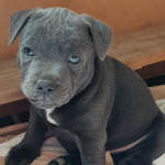 Blue Staffys Fully Vet Checked Kc Reg Staffordshire Bull Terriers Puppies