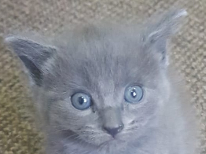 Beautiful, Playful, Grey British Shorthair Kitten