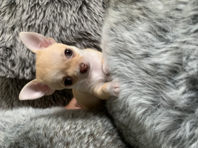 Pedigree Chihuahua Puppies, Ready For New Home