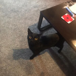 Free to good home black cat 