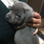 Potty Trained Blue Staffordshire Bull Terrier Puppies For Sale.