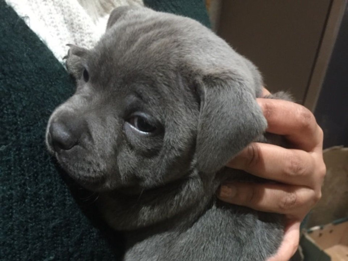 Potty Trained Blue Staffordshire Bull Terrier Puppies For Sale.