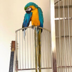 blue and yellow macaw parrots available
