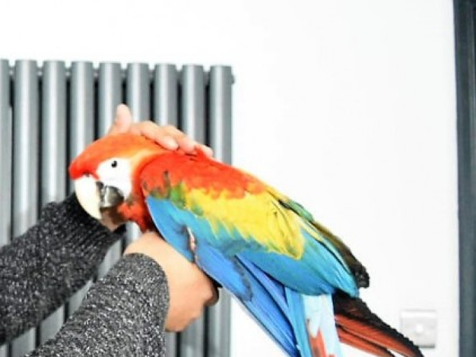 Macaw Parrots For Sale