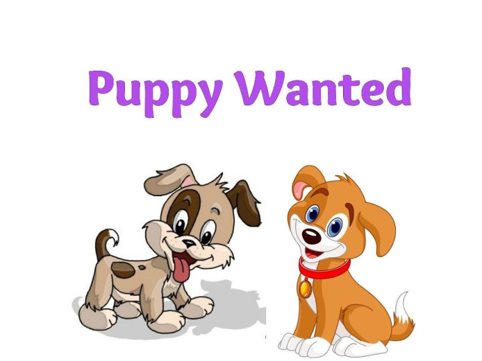 Looking for a puppy to join a forever family home.