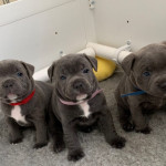 Beautiful Pure Blue Staffordshire Bull Terrier Puppies For Sale