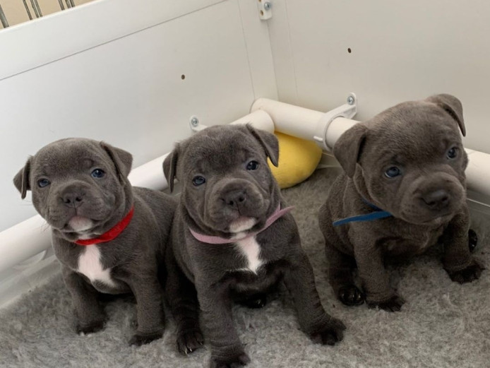 Beautiful Pure Blue Staffordshire Bull Terrier Puppies For Sale