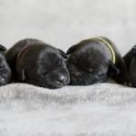 4 Staffordshire bill terriers 