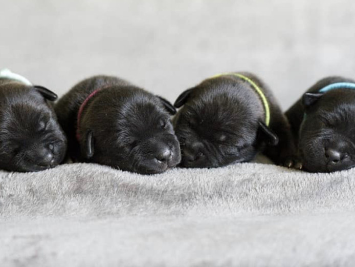 4 Staffordshire bill terriers 