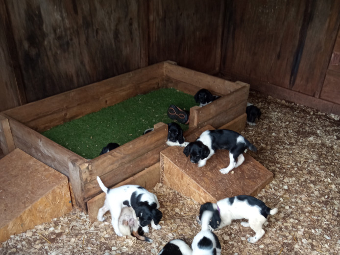 Kc registered English Springer Spaniel puppies for sale 