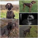 Spectacular GSP Puppies Available 