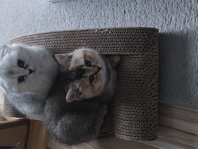 Gorgeous scottish fold kittens