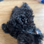 Shih tzu puppy for sale 