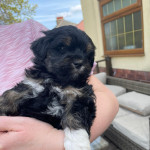 Male Lhasa apso puppy 