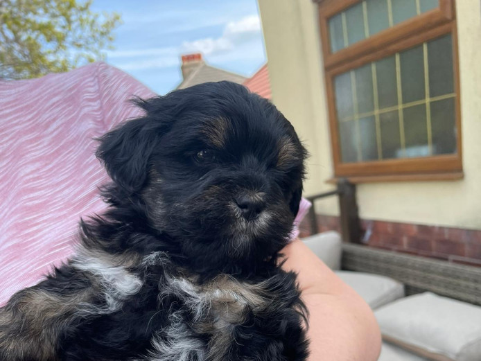 Male Lhasa apso puppy 
