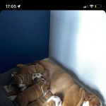  Self whelped English Bulldog puppies
