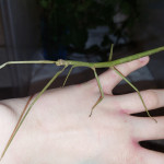 Vietnamese stick insects Fleetwood