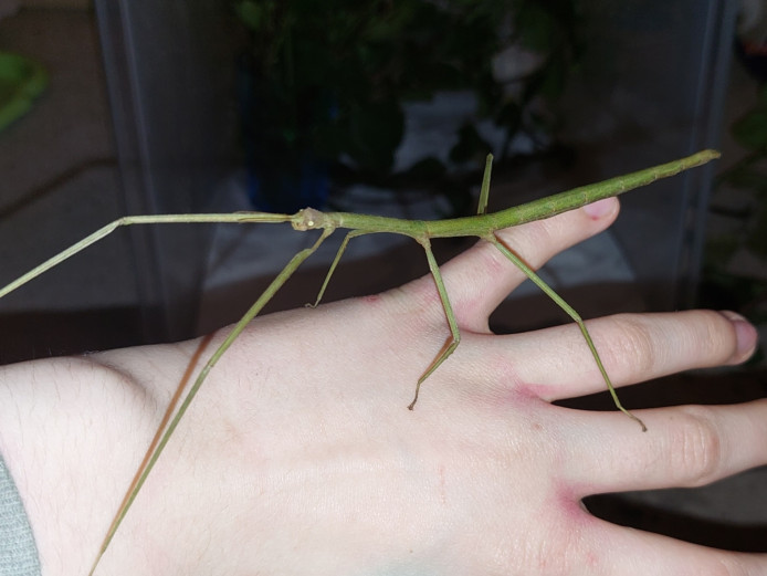 Vietnamese stick insects Fleetwood