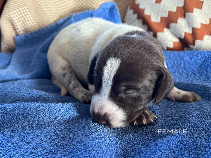 KC Reg GSP Puppies from Health Tested Parents