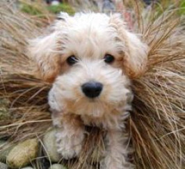 Apricot schnoodle puppies