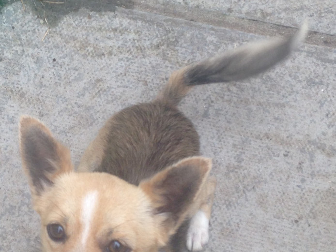 Lovely male chihuahua cross