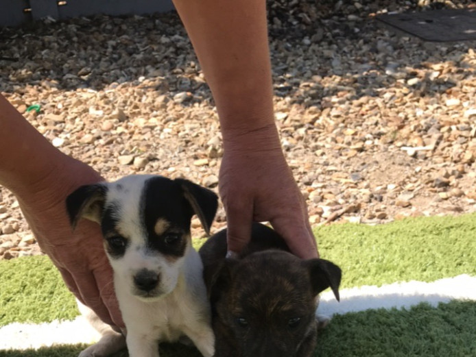 2 beautiful jack russell puppies 