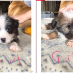 Shorkie x jack russell border terrier puppies