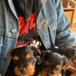 3 Yorkshire terrier puppies 