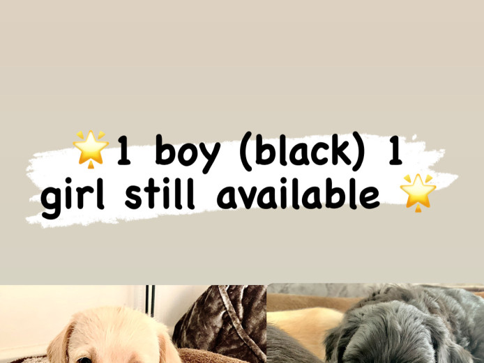 Miniature Poodle X puppies for sale