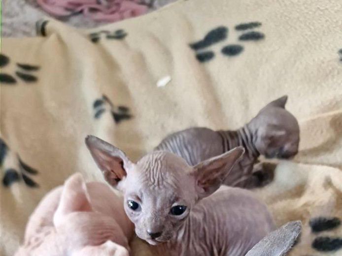 5 amazing Sphynx kittens looking for new