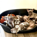 Stunning french bulldog puppies ready to leave now