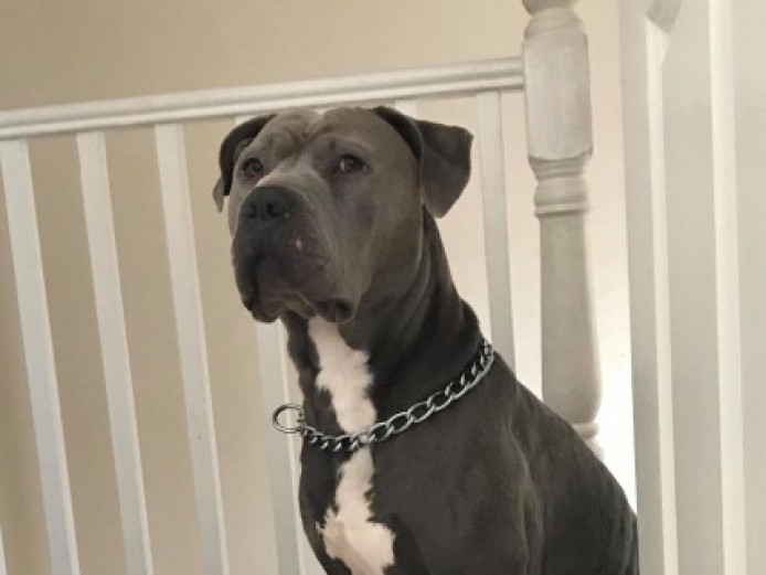 Cane Corso X Xl Bully Blue Male For Sale Cane Corso for